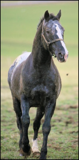Horse trotting in field